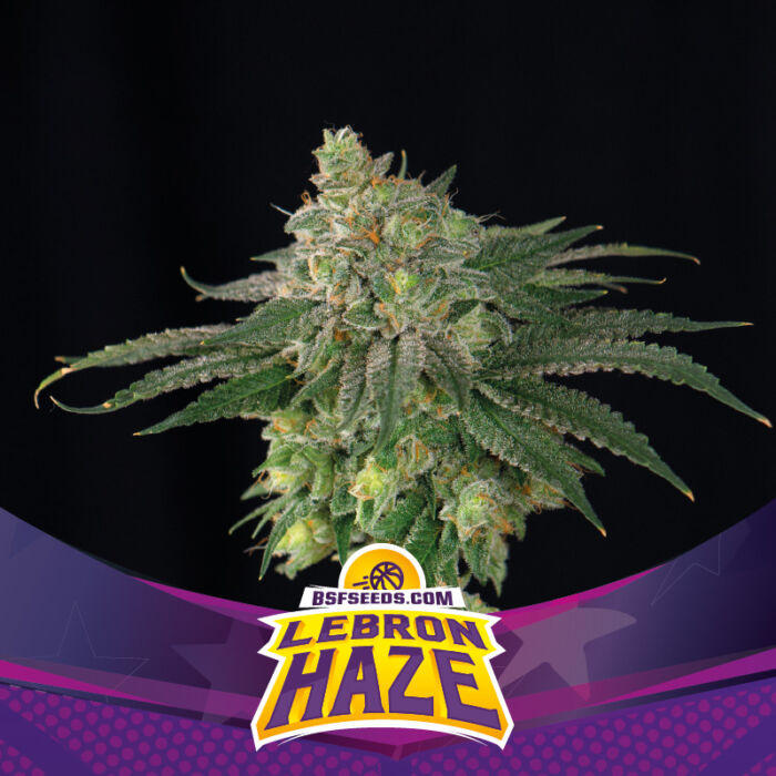 Lebron Haze