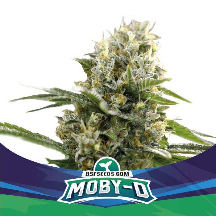 Moby D Auto