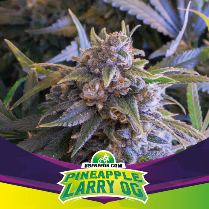 Pineapple Larry OG