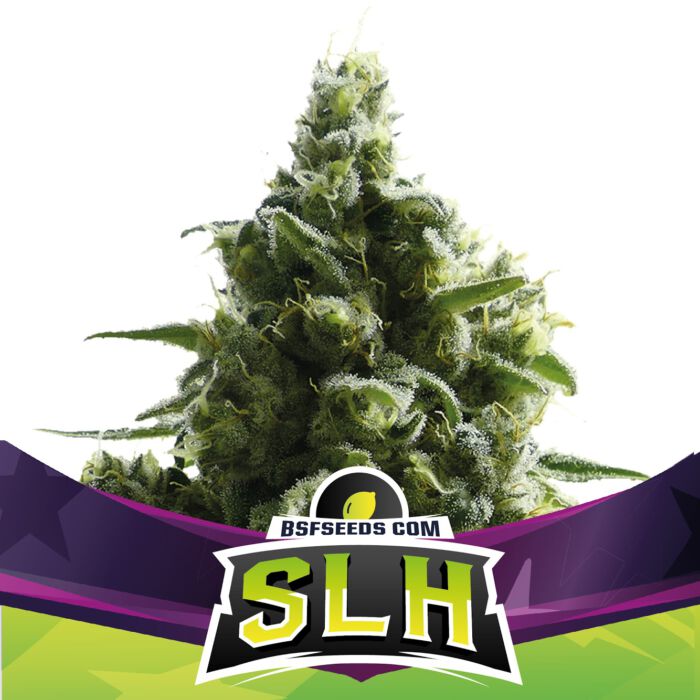 SLH – Super Lemon Haze