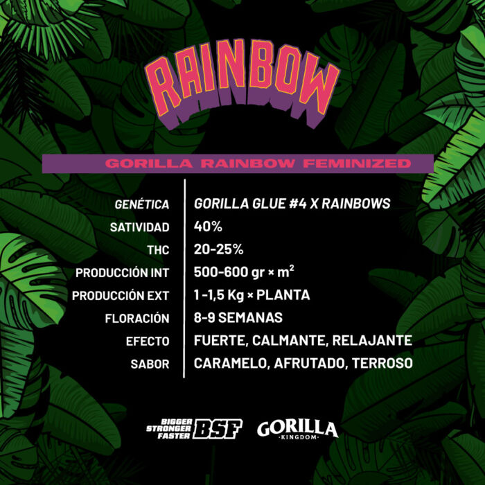 Gorilla Rainbow - Image 2