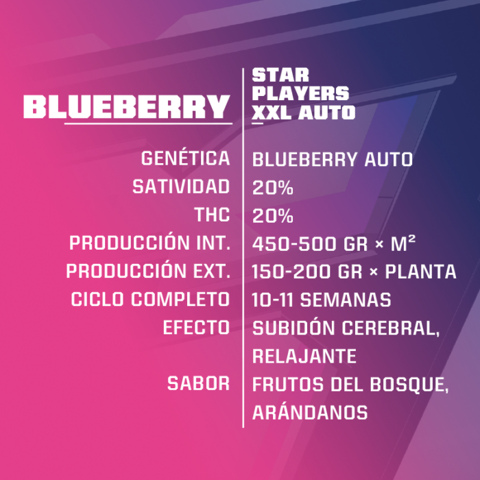 Blue Berry Auto XXL - Image 2